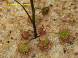 basal rosette