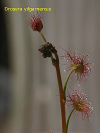 inflorescence