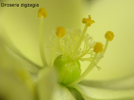 close-up of flower
