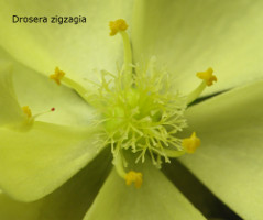 close-up of flower