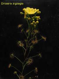 Flowering plant. Please note the zigzag-form of the stem and the branching in the upper parts