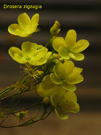 single flowering plant. A branched plants can produce more than 20 flower buds and it can open many of them on the same day.