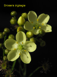 Flowering plants