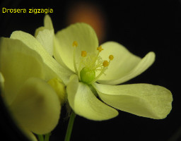 typical single flower